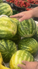 Shopper tests watermelons at Yerevan market Thursday morning