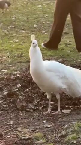 The video shows an all-white peacock standing on a ground covered with dirt and scattered fallen leaves. The background is grassy. A person in brown pants and a child in pink and red clothes briefly pass in the background. The peacock is standing still, looking towards the camera.