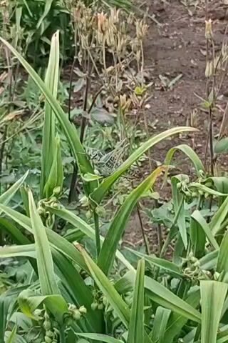 A grasshopper is perched on a blade of green grass in a garden. The grasshopper is light green with dark green markings. Its wings are folded and it is facing to the left. In the background, there are other plants and dirt. The video is taken from a close-up perspective.