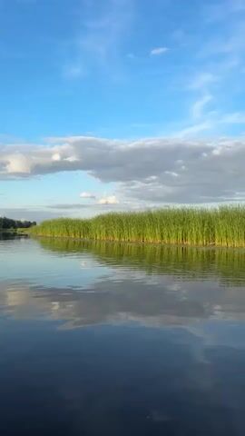 The video displays a serene waterscape with a calm body of water in the foreground, reflecting a blue sky dotted with fluffy white clouds. A dense line of tall, green reeds runs horizontally across the middle ground, separating the water from the sky. The reeds are uniformly green and appear to be growing densely along the edge of the water. The overall impression is one of natural tranquility and unspoiled wilderness, possibly a lake or slow-moving river at dusk or dawn given the soft lighting. There are no people or man-made objects visible in the frame. The camera appears to be stationary, capturing a fixed view of the landscape.