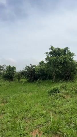 The video shows a slightly overcast sky over a grassy field with scattered trees and bushes. The camera pans slowly to the right, revealing more of the natural landscape. In some frames, a faint dirt path can be seen winding through the grass. There are no people or animals visible in the video. The overall impression is a serene and undeveloped natural environment.