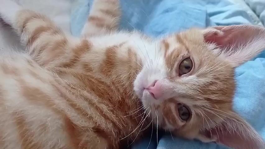 A close-up shot shows an orange tabby kitten lying on its back on a light blue blanket. The kitten's eyes are open and looking directly at the camera. Its nose is pink, and its ears are large and perked up. The kitten's body is partially visible, with its front paws tucked towards its chest. The lighting is soft, and the focus is on the kitten's face. The background is slightly blurred, with the blue blanket being the main element. The video appears to be a still frame captured from a video recording.