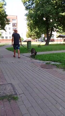 This video shows a person walking a dog on a paved path in a park-like setting. The person is wearing a dark t-shirt with a pattern and shorts. They are holding a leash attached to the dog, which appears to be a medium-sized, dark-colored breed. The path is made of reddish-brown bricks and is bordered by grass and trees. In the background, there are several multi-story apartment buildings. A green trash can is visible near the path. The scene suggests a pleasant, sunny day, likely in the late afternoon or early evening, given the lighting. The overall atmosphere is relaxed and ordinary, depicting a common daily activity. There is no visible text in the video.