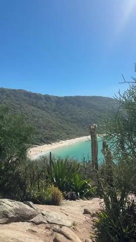 A vertical video shows a bright sunny day at a tropical beach. The camera pans slightly to the right revealing a crescent-shaped white sand beach. The beach is lined with lush green trees and vegetation, and a turquoise ocean waves gently on the shore. A few people are visible on the beach, some swimming in the ocean, and others lounging on the sand. In the foreground, several cacti and other desert plants are in focus, framing the view of the beach and ocean. The sky is a clear, vibrant blue.