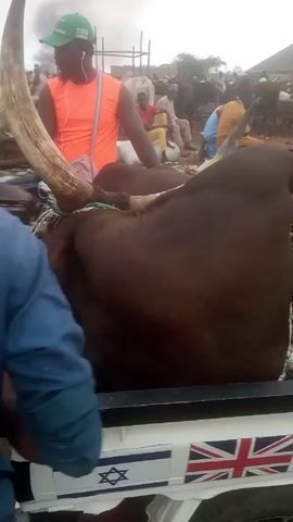 The video shows a white pickup truck with three large brown cattle crammed into its bed. The truck bed is also decorated with stickers of the British and Israeli flags. Several people stand around the truck. Some are looking at the cattle and talking. There are other people and cattle visible in the background, suggesting a market or fair setting. One man wears an orange shirt and green baseball cap. The truck appears to be at rest during the video.