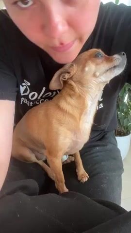 A medium close-up video shows a tan Chihuahua dog being held on someone's lap. The dog is facing right and looking up and to the right. A person's face is in the upper left of the frame, with their forehead touching the top of the dog's head. The person is wearing a black t-shirt with a white logo that says "Boleci". The dog has a white bandage on its left hind leg. The background is out of focus but appears to be an indoor setting with a plant in a white pot. The video is brief and shows the person kissing the dog.