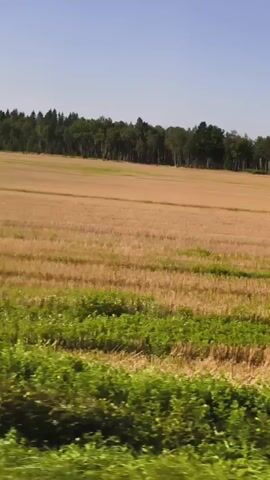 The video shows a wide shot of a rural landscape on a sunny day. In the foreground, there is a line of green vegetation. Behind this, a large field of golden-brown, cut wheat or barley stretches across the frame, with visible rows from the harvesting process. Further in the background, a dense line of green trees forms a forest. The sky above is clear and blue. The camera appears to be moving, likely from a vehicle, as evidenced by the slight motion blur and the way the foreground vegetation moves relative to the background. No people or animals are visible. The scene suggests a post-harvest agricultural setting.