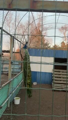 The video shows two peacocks, a male and a female, in a caged enclosure. The male is perched on a metal railing while the female is on the ground. The enclosure has a dirt floor, a small white bucket, and a blue and white striped building with a wooden step structure. The cage is made of green wire mesh. The background shows bare trees and a utility pole. The sky is a light, pale color.