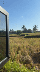 Harvested rice terraces and white birds in Tampaksiring