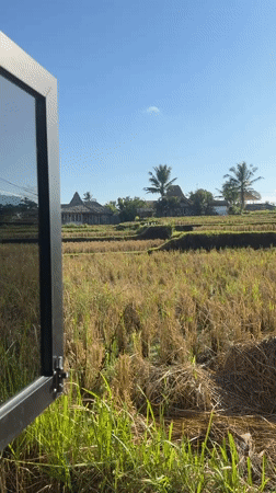 Harvested rice terraces and white birds in Tampaksiring