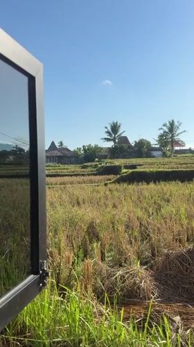 Harvested rice terraces and white birds in Tampaksiring