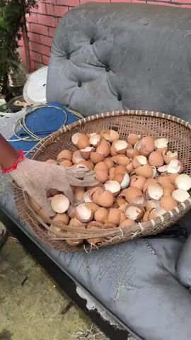 The video shows a person wearing a gloved hand, holding an empty eggshell. The eggshell is light brown in color, and it is one of many in a large, circular woven basket. The basket is resting on a weathered, gray, button-tufted cushion, which is likely part of an old sofa or outdoor seating. In the background, there's a section of a red brick wall, a small tree, and other items including a white plate, a blue circular mat, and some string. The person’s feet are visible, with them wearing dark sandals. The person is demonstrating the use of eggshells.