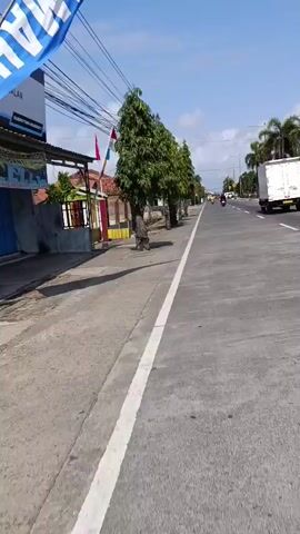 The video shows a street scene with a paved road on the right side and a sidewalk on the left. Several tall, slender trees with green foliage are planted along the sidewalk. The trees appear to be in a row, with their trunks exposed at the base. A white truck is visible on the road, driving away from the camera. There are also power lines running overhead. On the left side of the sidewalk, there are some buildings and flags. The sky is blue with a few clouds. The video appears to be filmed from a moving vehicle or person walking along the sidewalk, as there is slight motion blur.