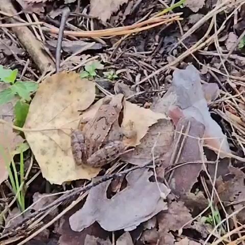 A small brown frog sits on a fallen leaf amongst dry leaves and pine needles on the forest floor. The frog is facing forward with its legs tucked underneath its body. The background is blurry and consists of more leaves and debris.
