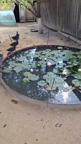 A group of ducks are gathered near a circular pond filled with lily pads and one pink water lily. The pond is surrounded by a metal fence. Several ducks are also present in a sandy enclosure adjacent to the pond. The enclosure is bordered by a metal fence and has a large tree with rough bark in the foreground. In the background, there are structures that appear to be sheds or enclosures, and some vegetation. The scene is outdoors, with natural lighting.