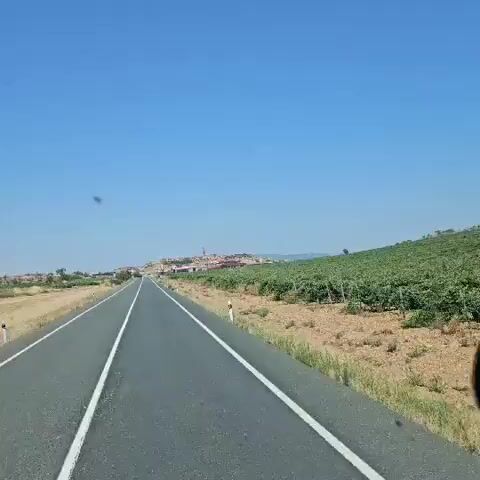 A camera moves forward on a paved road with white lines. To the right is a vineyard with green plants. In the distance, a town with buildings and a tall bell tower is visible under a clear blue sky.