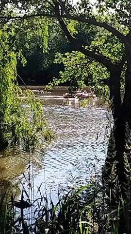 A vertical video shows an outdoor scene featuring a body of water, likely a river or stream, framed by lush green vegetation. In the foreground, green reeds and tall grasses grow along the bank, with the dark trunk of a tree positioned to the right, partially obscuring the water. The tree has green leaves, and sunlight illuminates parts of the foliage and the water's surface, creating shimmering reflections. In the middle ground, a person is seen floating on their back in the water, supported by an inflatable float that is orange and possibly red. The person drifts slowly from left to right across the frame. The background consists of a distant bank covered in more green trees and vegetation. Speech is audible throughout the video.