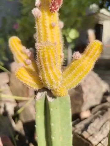 A close-up video shows a cactus with yellow, fuzzy arms and multiple small buds, one of which is a bright red flower bud. The cactus is outdoors, with a blurred background of rocks and greenery, suggesting a sunny day. The camera slowly zooms in on the flower bud, highlighting its texture and color.