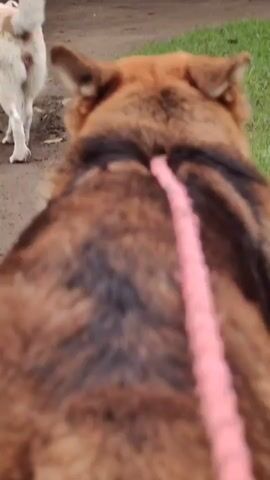 The video shows the rear view of a German Shepherd dog being walked on a pink leash. A person wearing denim shorts and a white t-shirt is walking in front of the dog, holding a yellow leash attached to another white dog. The dogs are walking on a dirt path next to a grassy area with some trees in the background. The camera is positioned close to the German Shepherd, giving a first-person perspective.