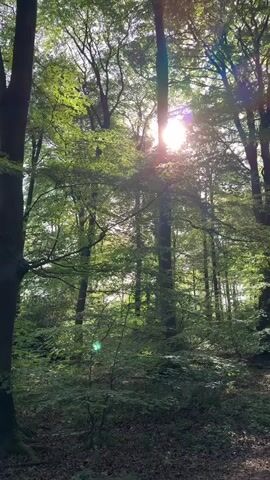 The video shows the interior of a forest with the sun shining brightly through the trees.  The forest is dense with tall trees and a thick undergrowth of smaller plants. The sunlight creates lens flares. The ground is covered with fallen leaves.
