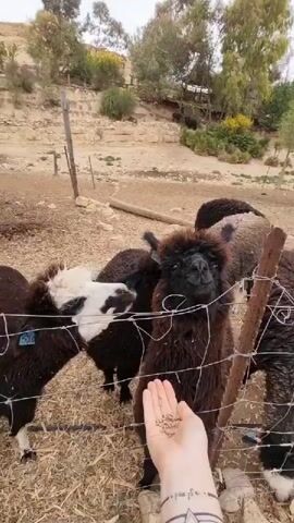 A person with a tattoo on their arm is holding a handful of pellets, feeding a group of brown and white alpacas through a wire fence. The alpacas are standing in a dirt enclosure with scattered straw and rocks. In the background, there is a slight hillside with trees and some buildings. The sky appears overcast.