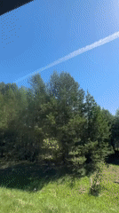Vehicle passenger observes Russian forest landscape under clear skies