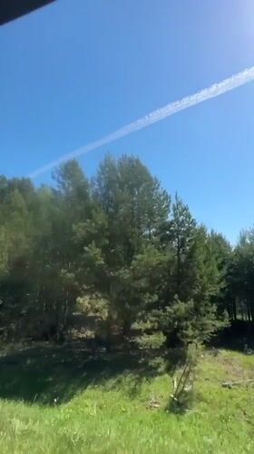 Vehicle passenger observes Russian forest landscape under clear skies