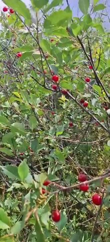 The video shows close-ups of cherry trees with ripe red cherries. The camera pans across the branches, highlighting the clusters of fruit against the green leaves and dappled sunlight. The scene appears to be outdoors in a natural setting.