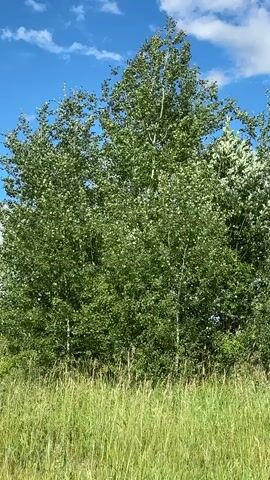 A video displays a clump of green trees, their leaves rustling in the breeze, under a bright blue sky dotted with fluffy white clouds. The trees are tall and full, with some lighter-colored trunks visible amongst the foliage. In the foreground, tall, dry grass sways gently, creating a sense of a natural, open landscape. The overall impression is one of a peaceful, sunny day in a rural setting. The time of day appears to be daytime, likely mid-morning or afternoon, given the bright sunlight and clear sky. The location cues suggest an outdoor environment, possibly a field or meadow bordering a wooded area, consistent with Borisoglebsk, Russia. There is no visible text in the media file.