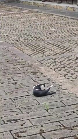 A black and white cat is seen grooming itself on a paved surface. The cat is lying on its side with its legs in the air. The paving stones are rectangular and arranged in a pattern. The background is out of focus but appears to be a walkway or courtyard. The lighting suggests it is daytime.