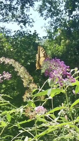 A butterfly lands on a cluster of purple flowers. The butterfly, which has yellow and black wings, appears to be feeding on the nectar. The flowers are part of a larger plant with green leaves and stems. The background is a blur of green foliage and blue sky, suggesting an outdoor setting in daylight. The video is a short clip that captures the butterfly's brief visit to the flowers.