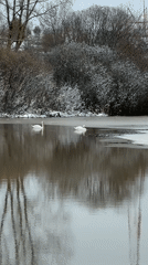 White swans spotted in icy waters near Karsha, Russia