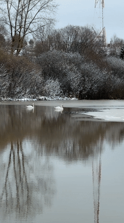 White swans spotted in icy waters near Karsha, Russia