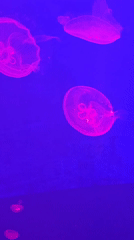 Families visit aquarium and zoo, observing marine life and animals