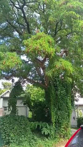 This is a video of a large, mature tree with a sprawling canopy. The tree is covered in lush green leaves and has numerous clusters of reddish-brown seed pods hanging from its branches. The tree is partially covered in ivy, which clings to its trunk and branches. In the background, there are buildings that appear to be houses or sheds, and some smaller trees and foliage. The sky is visible through the leaves, suggesting it is daytime. The video is shot from a stationary perspective, showing the tree from the ground up.