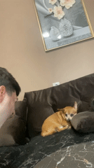 Quiet morning moments with pets observed in Varna homes