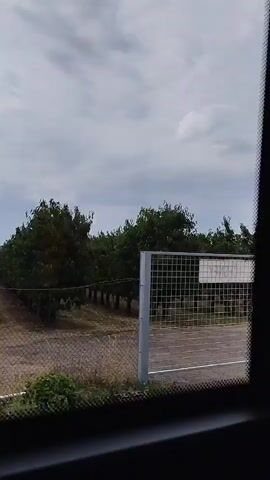 The video shows a view from inside a vehicle looking out a window at an outdoor scene. The scene appears to be a rural or semi-rural environment. In the foreground, the bottom edge of the vehicle's interior, possibly a dashboard or window frame, is visible. Beyond the window, there is a dirt or gravel area, bordered by a fence. A row of trees, likely part of an orchard or a managed planting, stretches into the background. The trees are leafy and green, suggesting a warm season. The sky is overcast with clouds. The vehicle appears to be in motion, as evidenced by the slight blur of the foliage in the upper portion of the frame and the passing nature of the scenery.