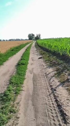 A person is walking on a dirt road between two fields, one with wheat and the other with corn. The person is holding a plastic shaker bottle with a blue lid and white accent. The sky is clear and sunny. The camera is moving, following the person's perspective.