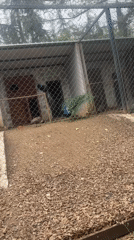 Zoo visitor documents peacock displays, bears at Stara Zagora