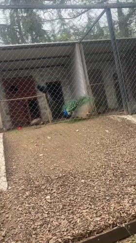 Zoo visitor documents peacock displays, bears at Stara Zagora