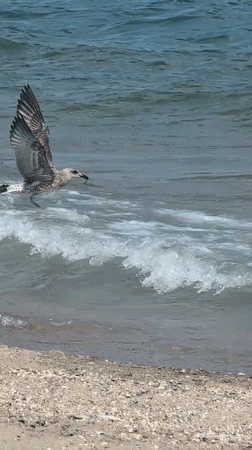 Seagulls over the Black Sea at Constanța's pebble shore