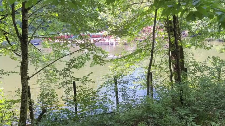 The video shows a calm, green body of water, likely a lake or river, surrounded by lush green trees. The sun is shining, creating dappled light on the water. In the background, there is a wooden pier with several structures that appear to be small buildings or stalls. There are also a few boats docked near the pier. In the foreground, a fence is visible, partially obscured by branches and leaves from the trees. The water is clear enough to see ripples and some movement. In the middle of the water, there are three people swimming. One person is further away and appears to be swimming towards the pier. Two other people are closer to the camera, one of whom is splashing their arms in the water. The overall scene suggests a peaceful, natural setting with recreational activity taking place.