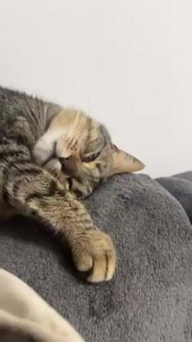 A tabby cat lies curled on a gray plush surface. The cat’s head is nestled on its front paw. Its eyes are squinted open. The cat has brown and tan fur with a brown nose. The background is a plain white wall.