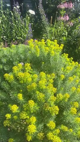 The video shows a bush with small yellow flowers in the foreground, its feathery green leaves surrounding the blooms. Behind this bush, a garden is visible with various plants, including purple flowers and pink coneflowers. The sun is shining, casting shadows and highlighting the vibrant colors of the garden. The camera is static, focusing on the bush and its surroundings.