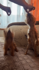Yorkshire Terriers feeding and playing captured in Varna residence