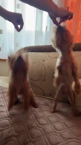 Yorkshire Terriers feeding and playing captured in Varna residence