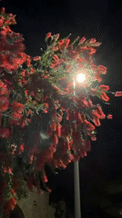 Flowering bottlebrush tree illuminated by streetlight in Herceg Novi