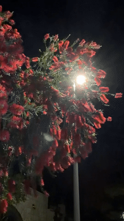 Flowering bottlebrush tree illuminated by streetlight in Herceg Novi