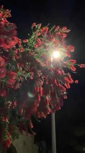 Flowering bottlebrush tree illuminated by streetlight in Herceg Novi
