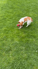 Jack Russell Terrier plays with rope toys on lawn